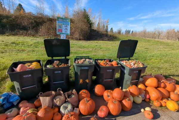 Five filled We Compost food waste containers full and surrounded by numerous pumpkins.